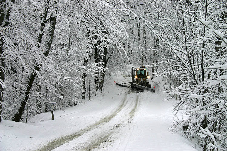 Plowing the Forest
