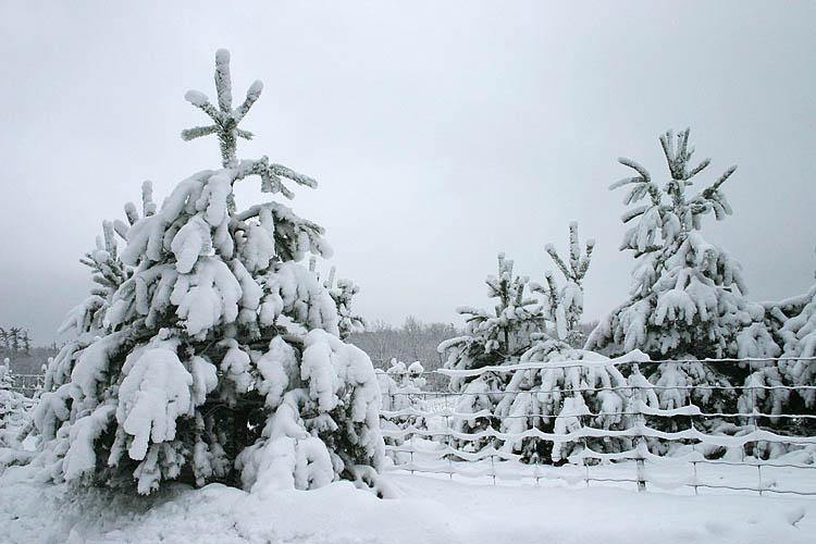Heavily Ladden Pines