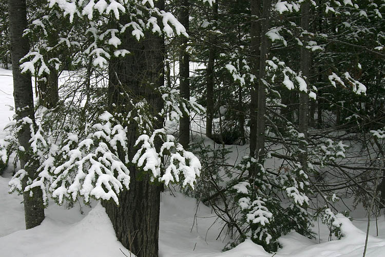 Lacy Evergreens