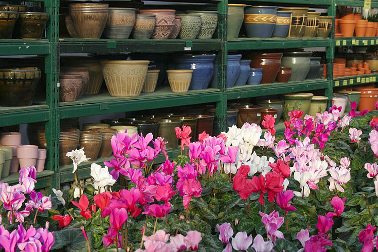 Dreaming of Spring
