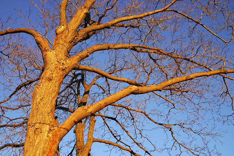 Orange Tree