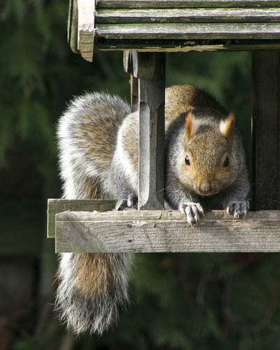 Helping Himself to ALL the Birdseed