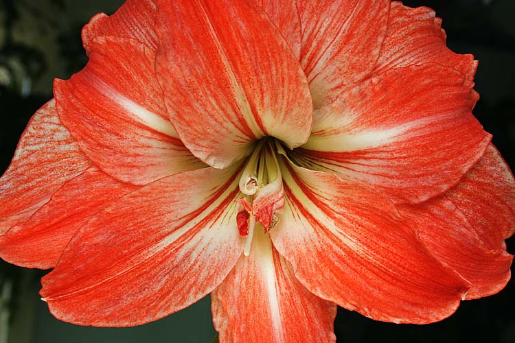 Amaryllis