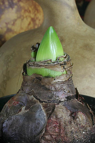 Amaryllis Bud