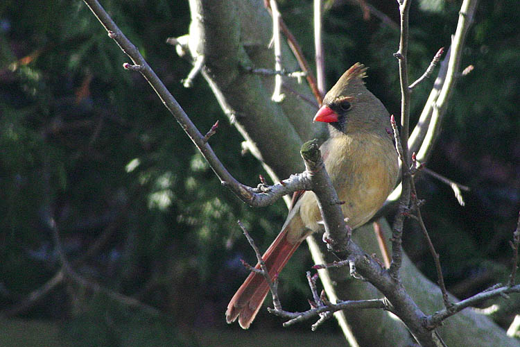 Female Cardinal
