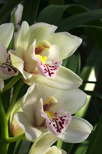 Cymbidium Orchid