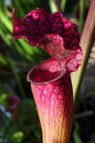 Pitcher Plant