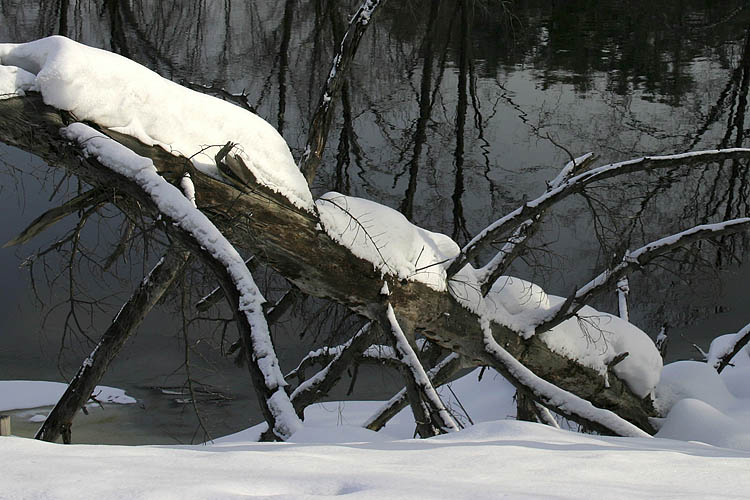 Fallen Tree, Covered With Snow