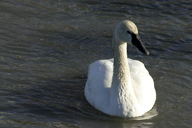 Swan at the Marina