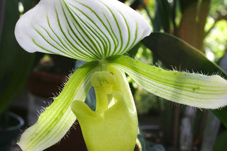 Lady Slipper Orchid
