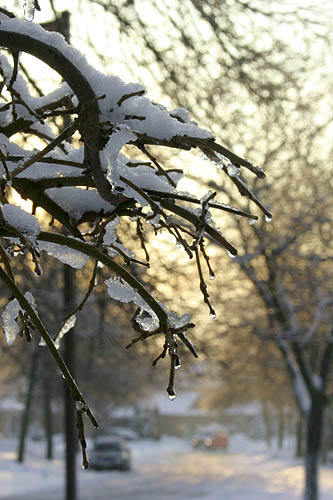 Mulberry at Dawn