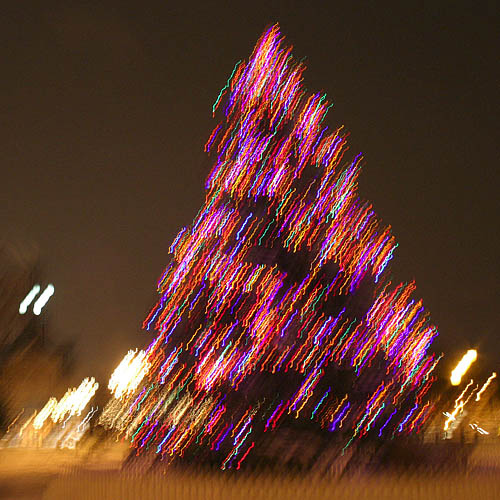 Tree In The Cold
