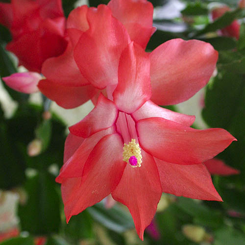 Christmas Cactus