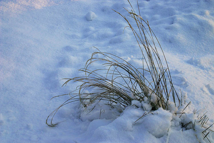 Ornamental Grasses in the Snow
