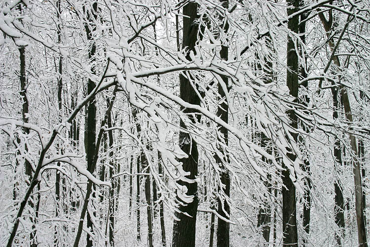 Snow In The Forest
