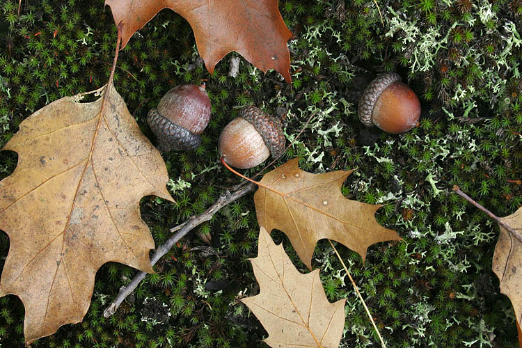 Acorns