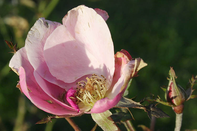 Last Rose of the Season