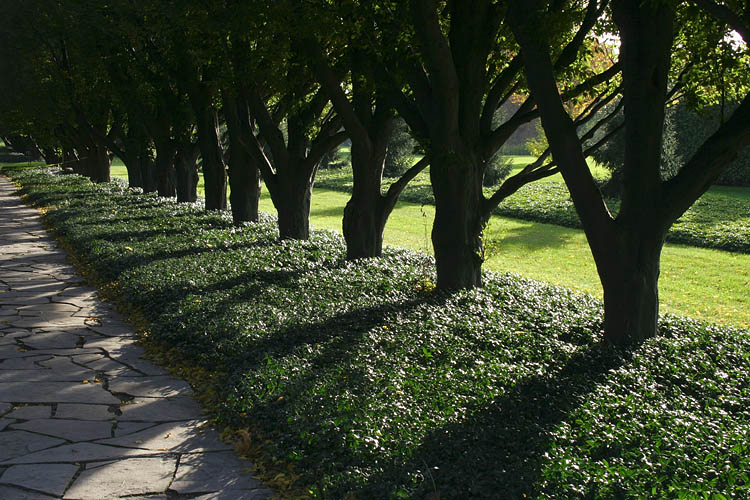 Row Of Trees