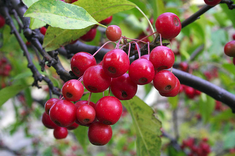 Crabapples