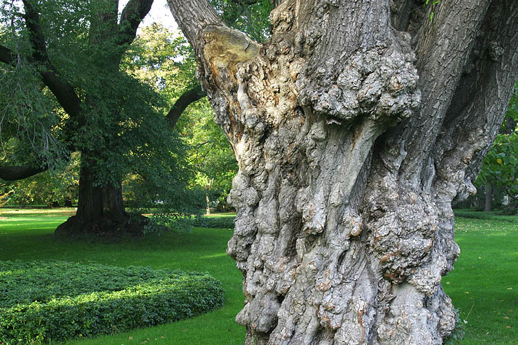 Gnarly Tree