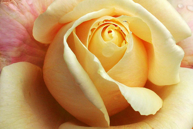 Peach Rose