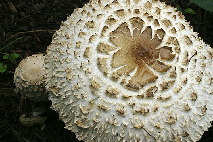 Giant Mushroom Cap