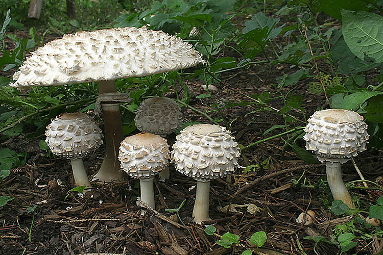 Mushroom Grouping