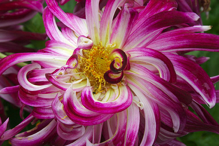 Curly Dahlia