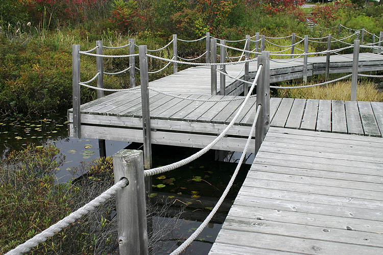Boardwalk In The Swamp