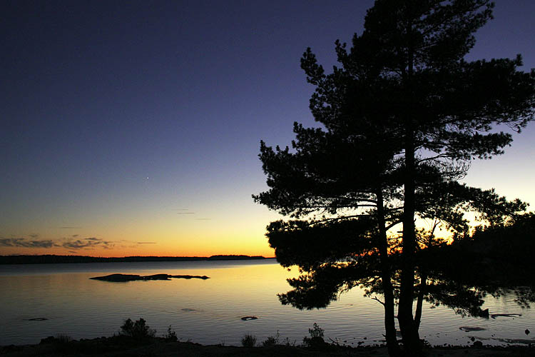 Pine At Sunset