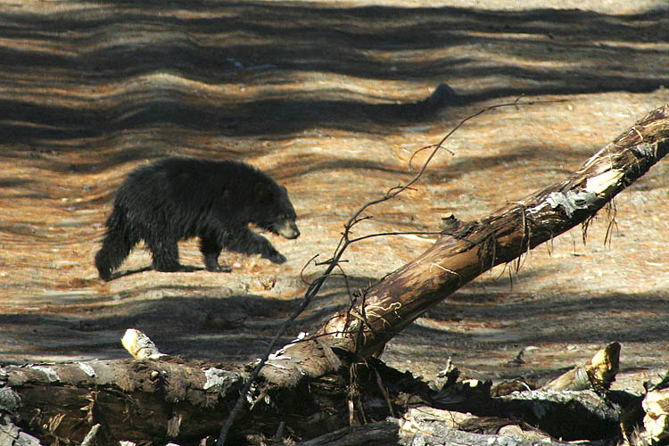 Black Bear