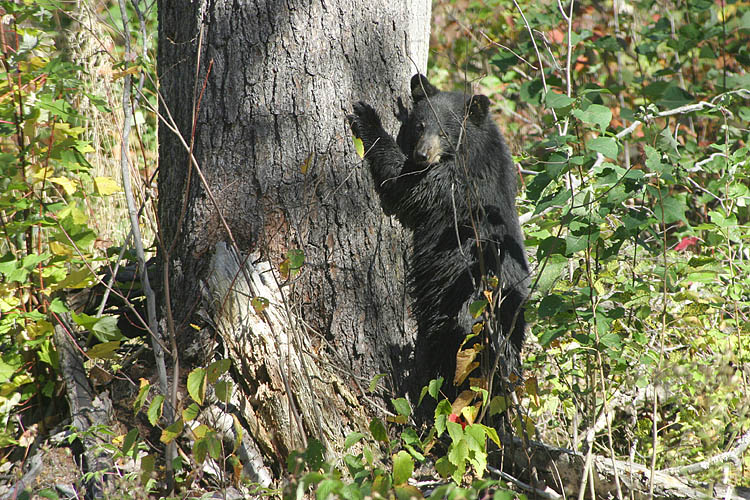 Bear Scratching a Tree