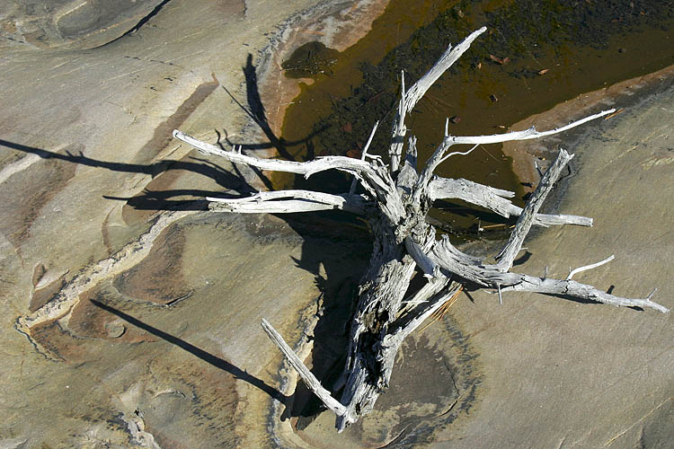 Driftwood On The Rocks