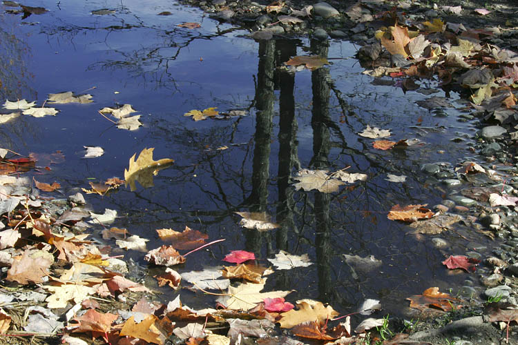 Maple Reflection
