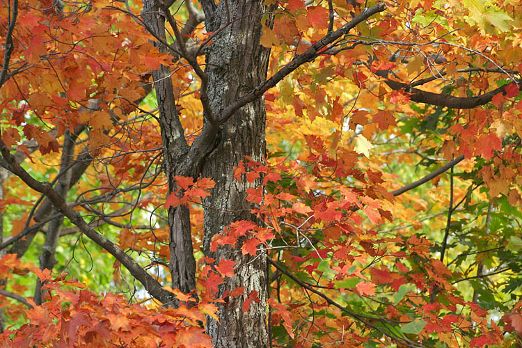 Brilliant Maple