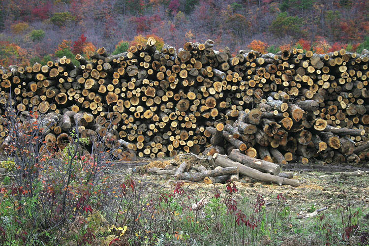 Logging Depot