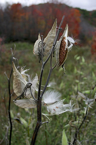 Milkweed
