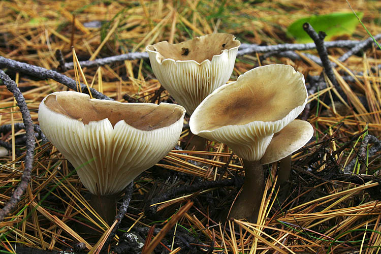 Mushrooms On The Beach