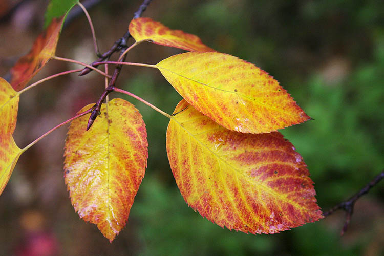 Yellow Leaves