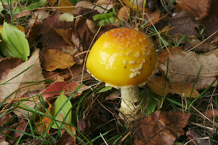 Yellow Mushroom