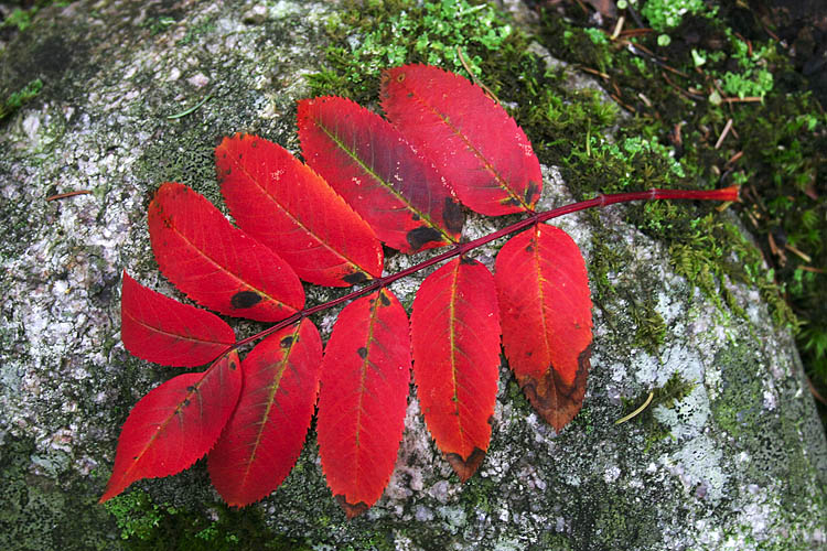 Red Leaf