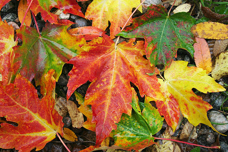 Maple leaves