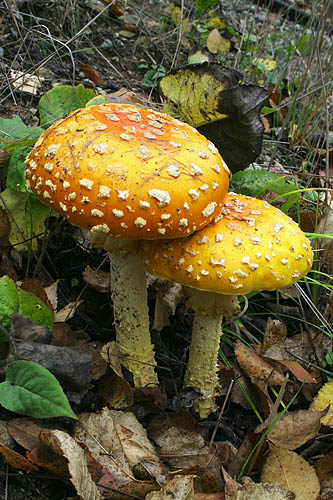 Giant Yellow Mushrooms