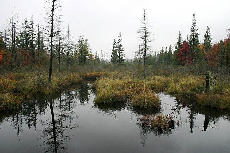 Northern Swamp