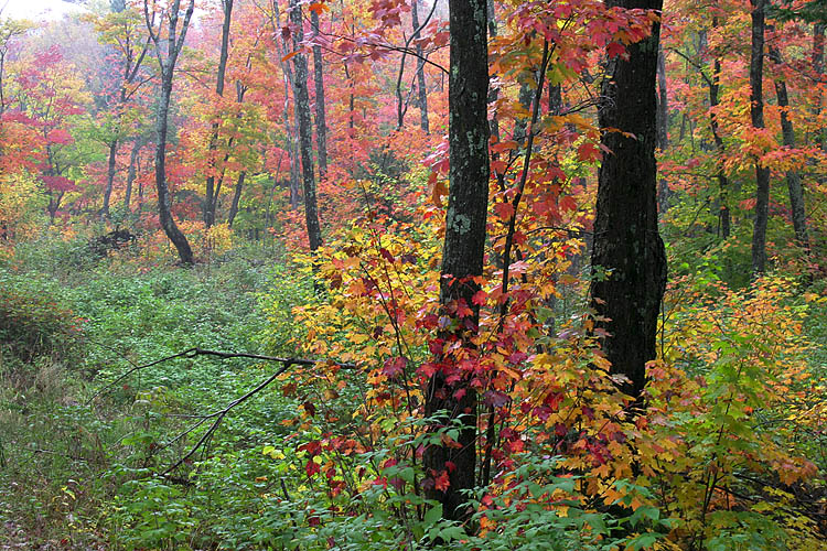 Sodden Forest