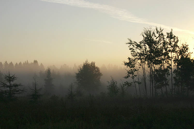 Misty Dawn