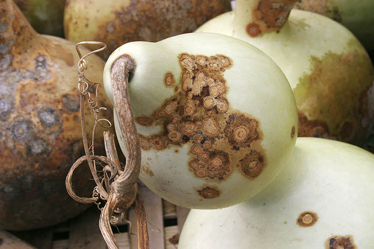 Drying Gourds