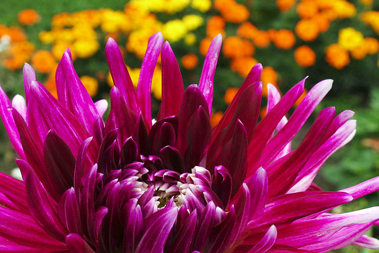 Contrasting Colours