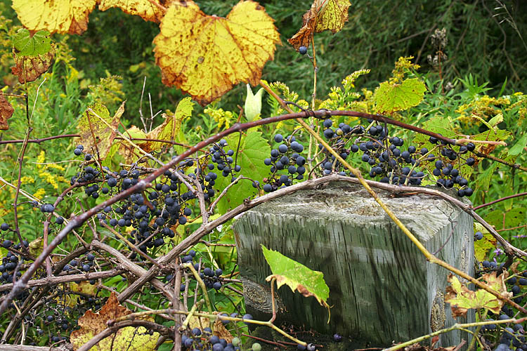 Wild Grapes