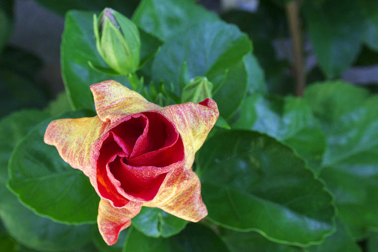 Hibiscus Bud